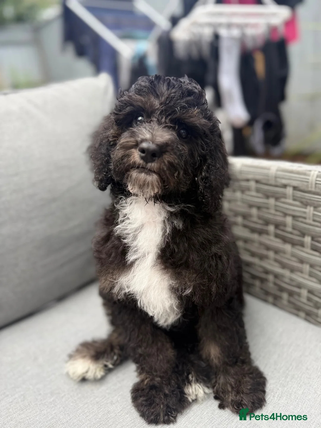 Cavapoo dogs for sale: 1 F1B Cavapoo Boy Puppy for Sale 🐶 - Advert 2