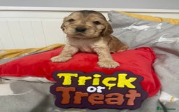 Cocker Spaniel dogs for sale: Show cocker spaniel puppies viewings this weekend! - Image 17