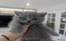 British Shorthair cats for sale: 5 Beautiful GCCF British Shorthair kittens!  - Image 5