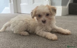 Chinese Crested dogs for sale: Cute Chinese Crested Powder Puffs..  - Image 9