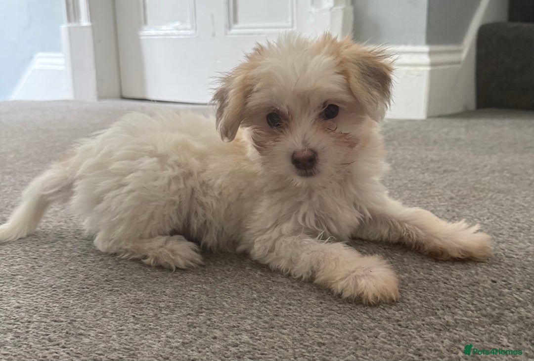 Chinese Crested dogs for sale: Cute Chinese Crested Powder Puffs..  - Image 9