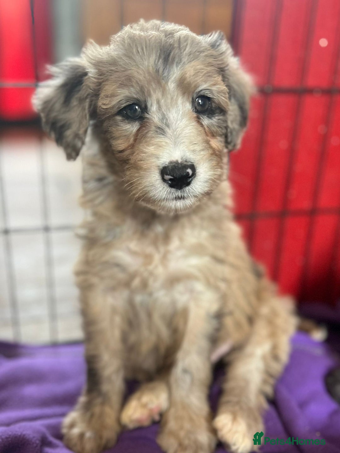 Bordoodle dogs for sale: Bordoodles Raised Right ✨ - Image 8