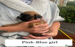 Boxer dogs for sale: Bunch of Boxer Babies - Image 23