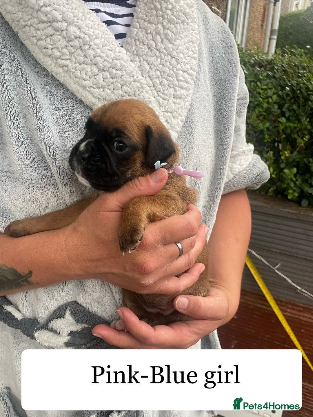 Boxer dogs for sale: Bunch of Boxer Babies - Image 23
