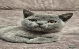 British Shorthair cats for sale: **Stunning TICA Registered Blue male** - Image 7