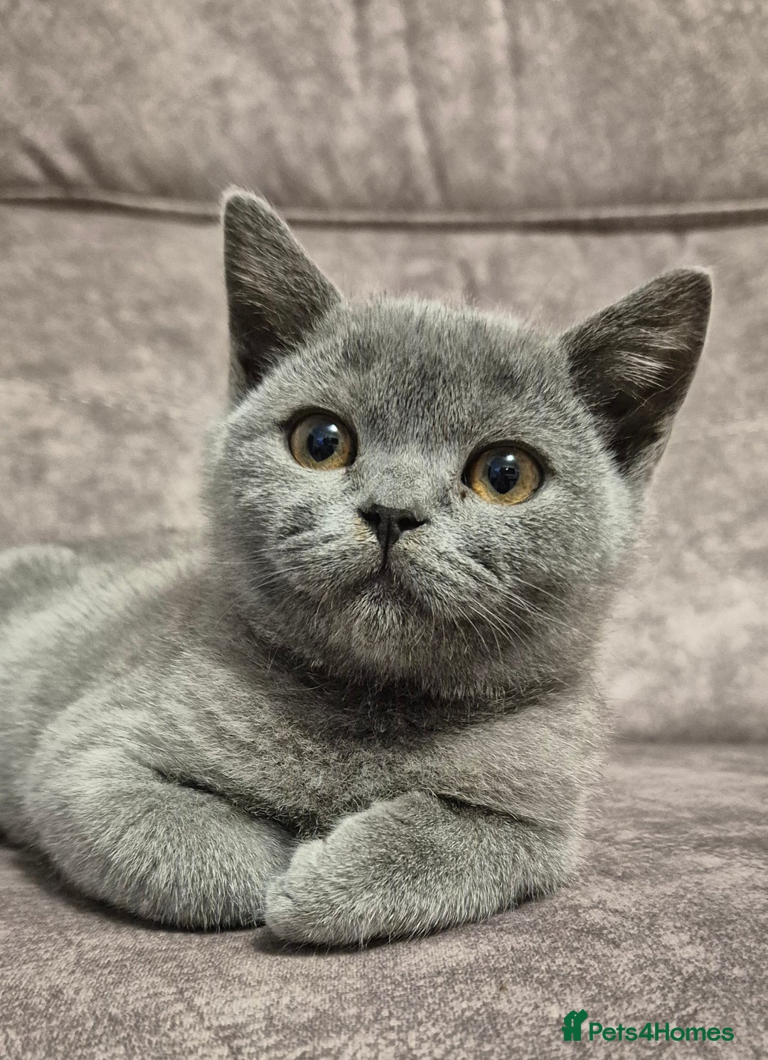 British Shorthair cats for sale: **Stunning TICA Registered Blue male** - Image 7