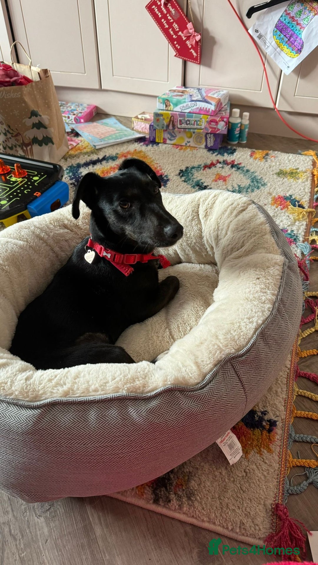 Dachshund dogs for adoption: Cute Lolita looking for LOVE  - Advert 2