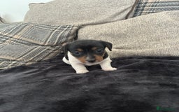 Jack Russell dogs for sale: Jack russel puppy’s  - Image 3