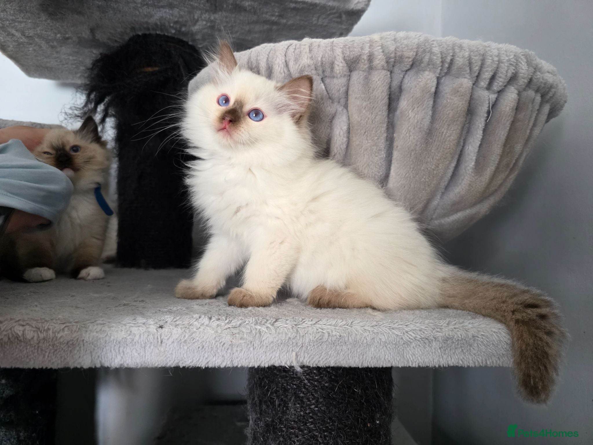 Ragdoll cats GCCF REGISTERED RAGDOLL KITTENS  - Advert 2