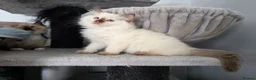 Ragdoll cats for sale: GCCF REGISTERED RAGDOLL KITTENS  - Advert 8
