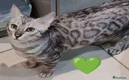 Bengal cats for sale: Only 2 boys left in Saint Helens - Image 10
