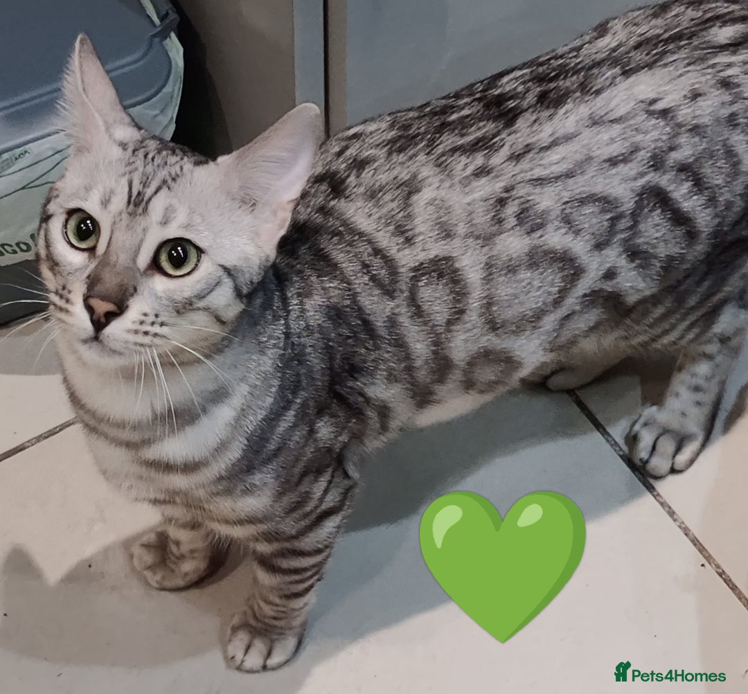 Bengal cats for sale: Only 2 boys left in Saint Helens - Image 10