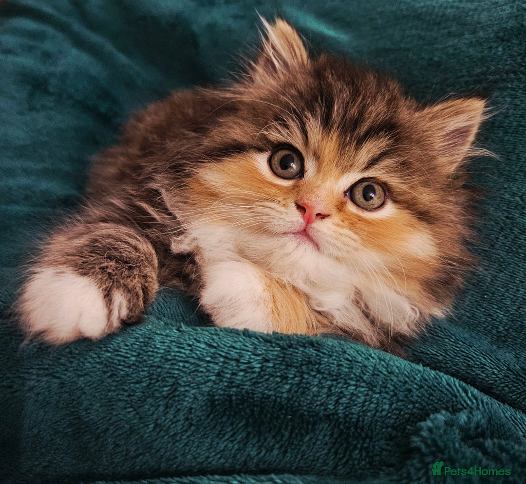 Persian cats for sale: Rare and Stunning Persian Girl  - Advert 15