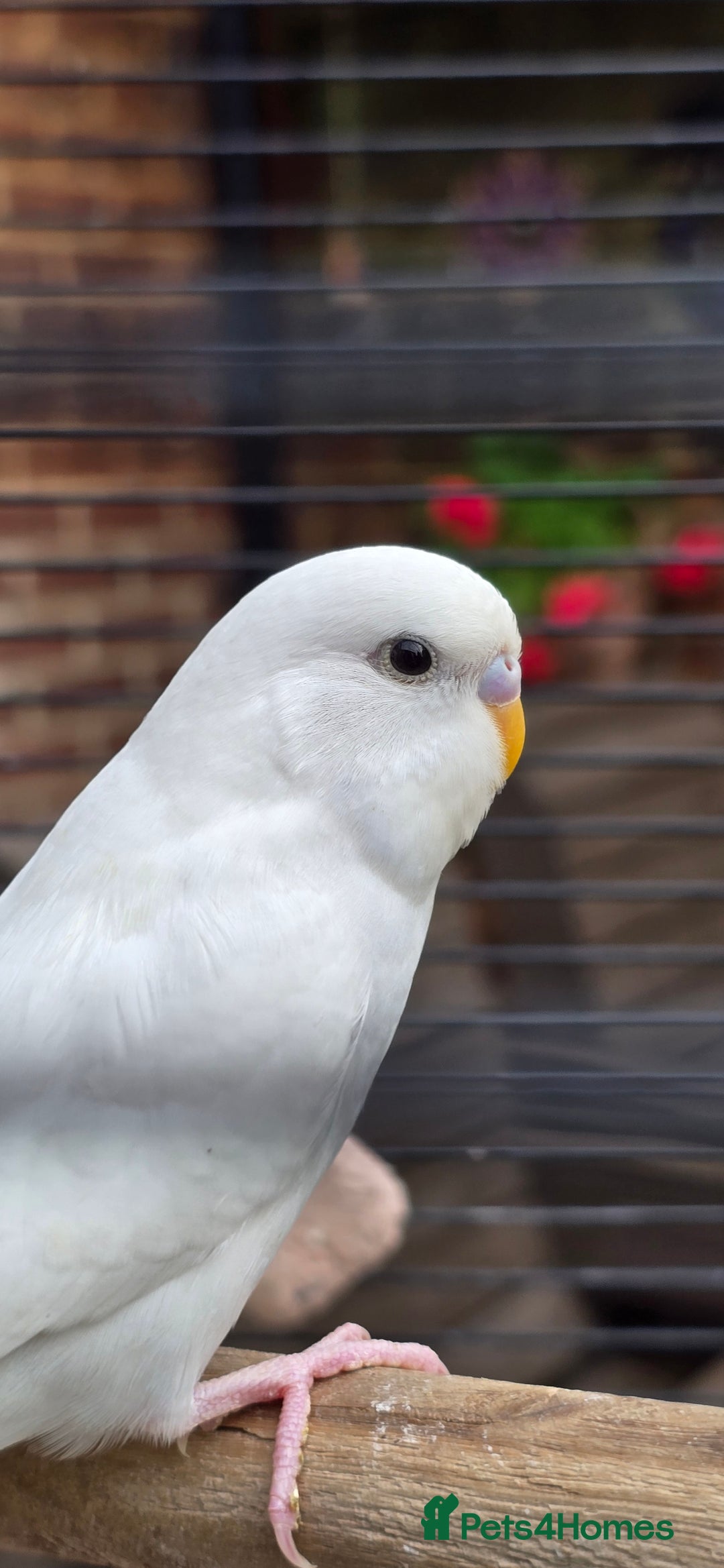 Budgerigars birds for sale: Gorgeous baby budgies - Image 14