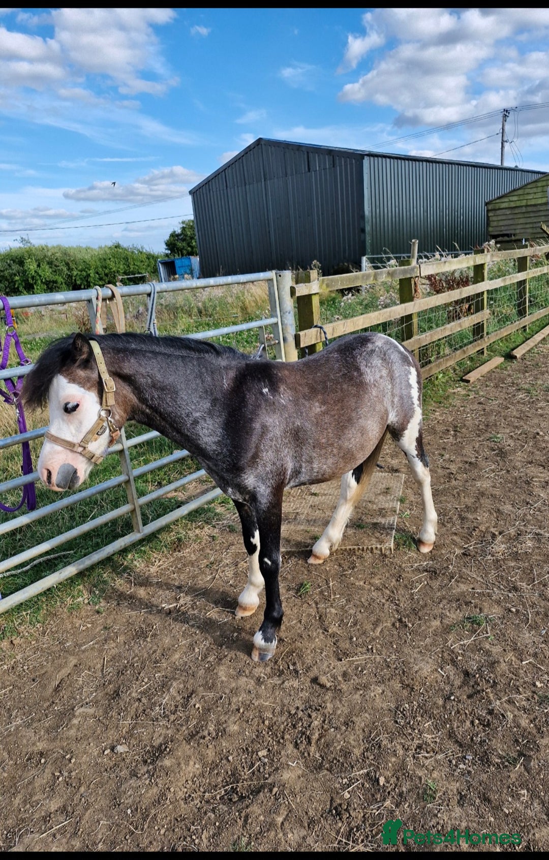 Welsh Section A horses for sale: Friendly 2.5 year colt  - Advert 2
