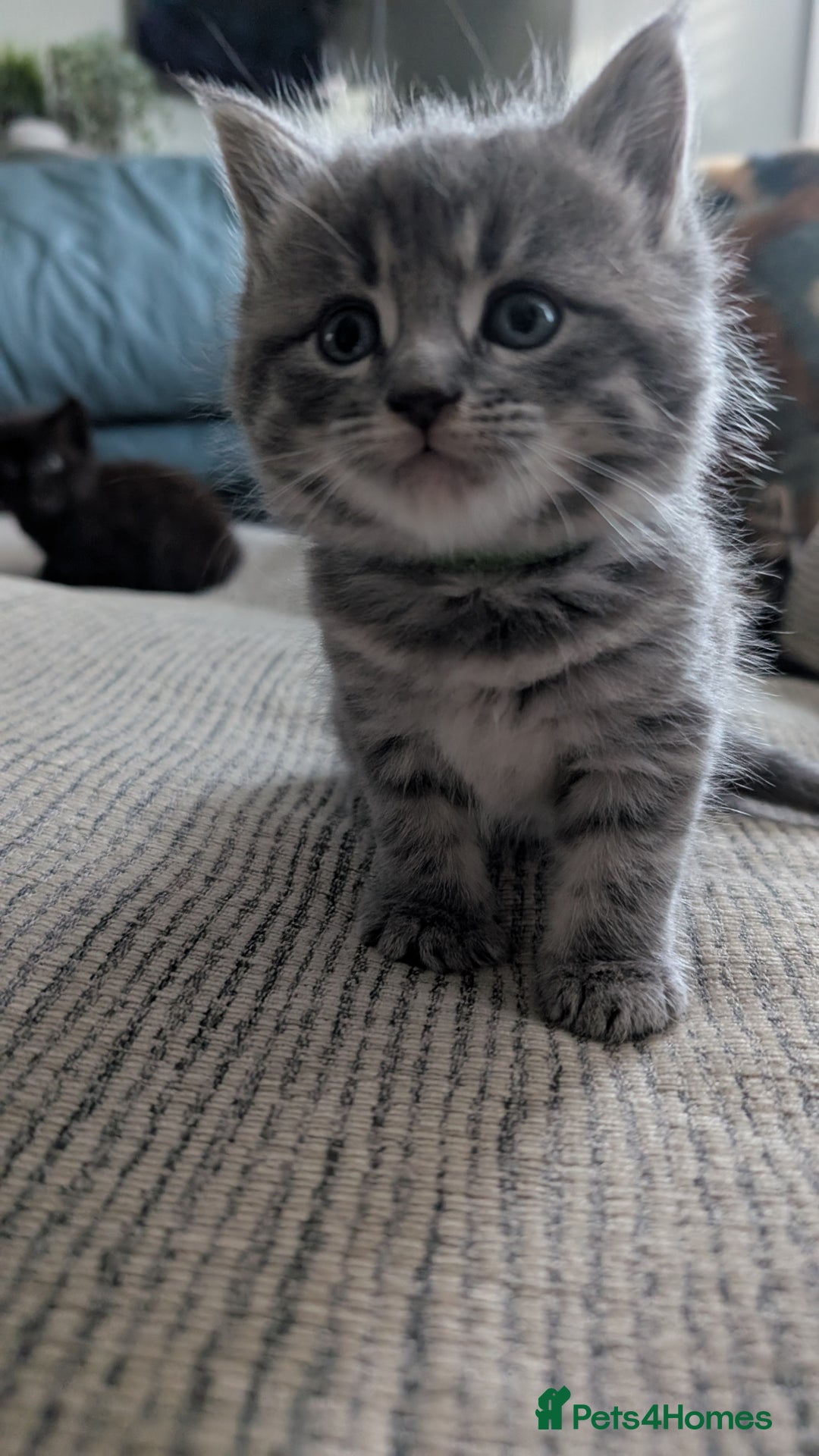 Mixed Breed cats for sale: Beautiful fluffy kittens, mum Persian X mainecoon  - Image 10