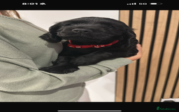 Cocker Spaniel dogs for sale: ****only 2 left****Stunning cocker puppies - Image 7