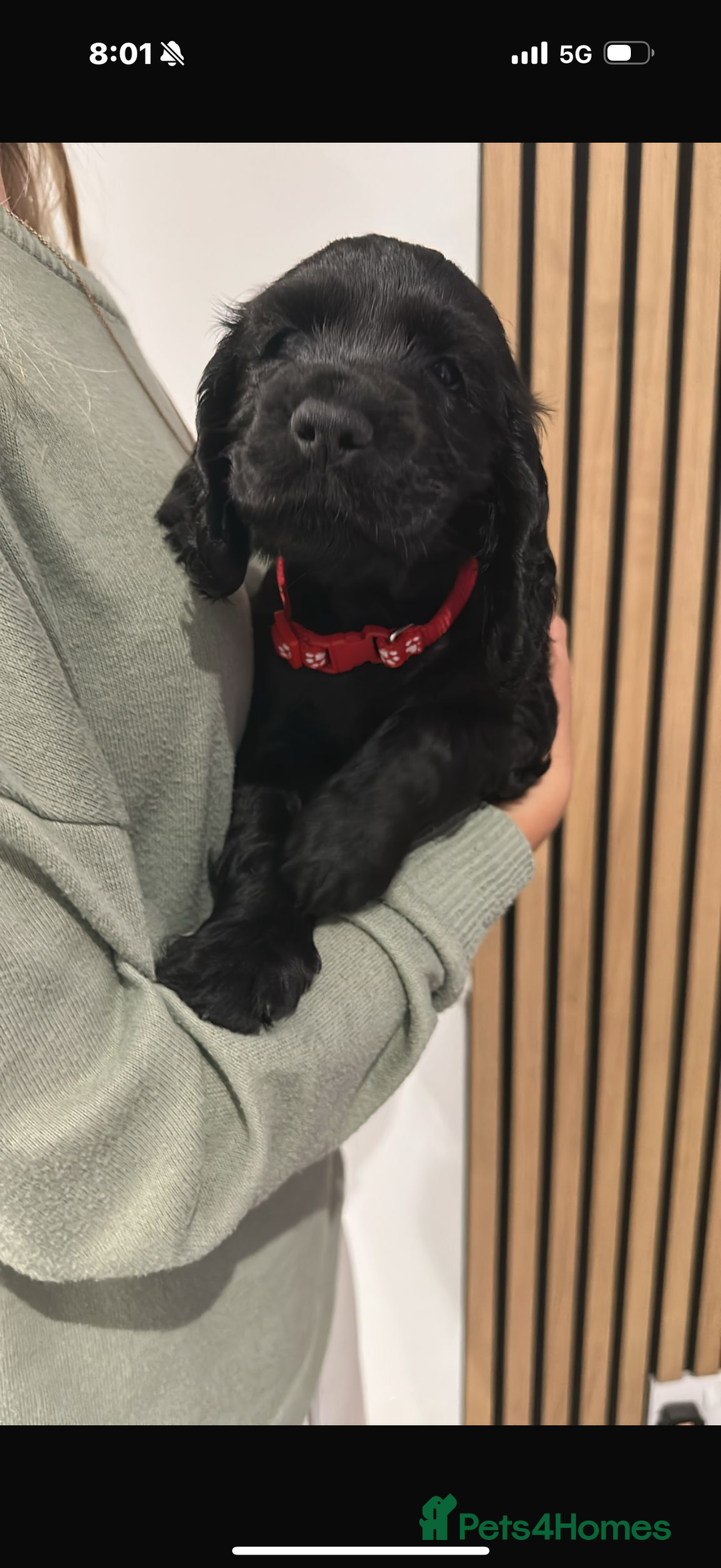 Cocker Spaniel dogs for sale: ****only 2 left****Stunning cocker puppies - Image 7