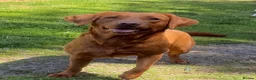 Labrador Retriever dogs for sale: TWO BEAUTIFUL FOX RED GIRLS AVAILABLE  - Advert 3