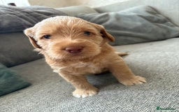 Labradoodle dogs for sale: Beautiful litter of 5 labradoodle puppies  - Image 3