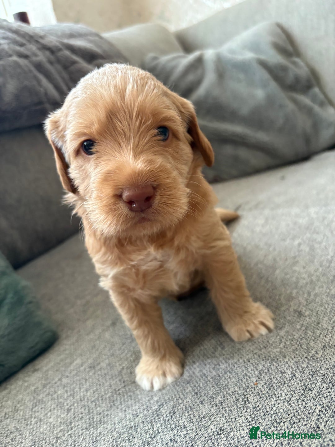 Labradoodle dogs for sale: Beautiful litter of 5 labradoodle puppies  - Image 3