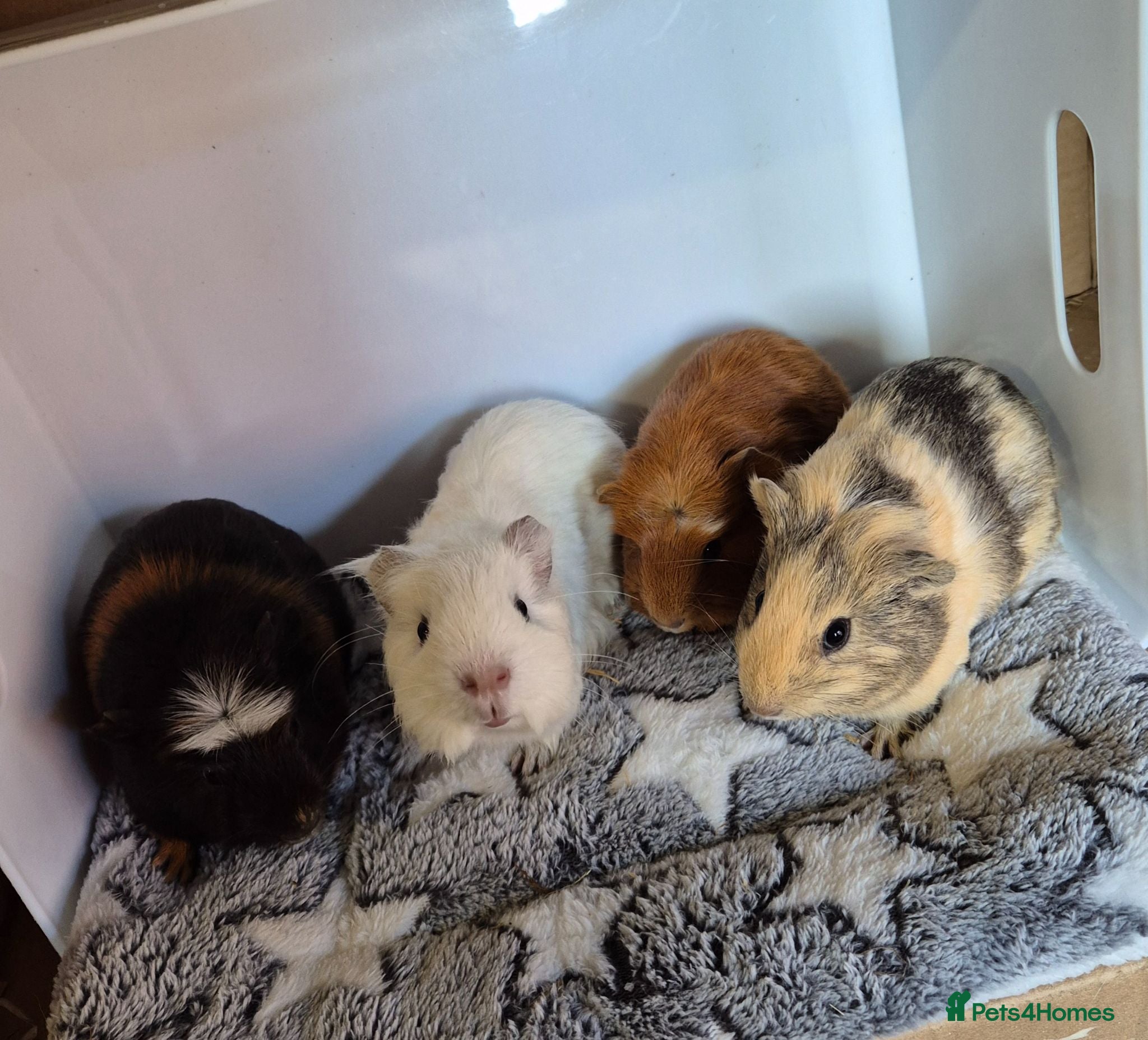 Guinea Pig rodents Beautiful Bonded Baby Boys - Advert 1
