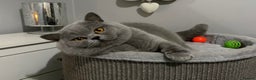 British Shorthair cats for stud: 👑🏆 CHAMPION BRED BLUE STUD EAST MIDLANDS 👑🏆 in Derby - Advert 5