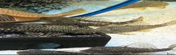 Plecos fish for sale: Male and female pleco - Advert 2