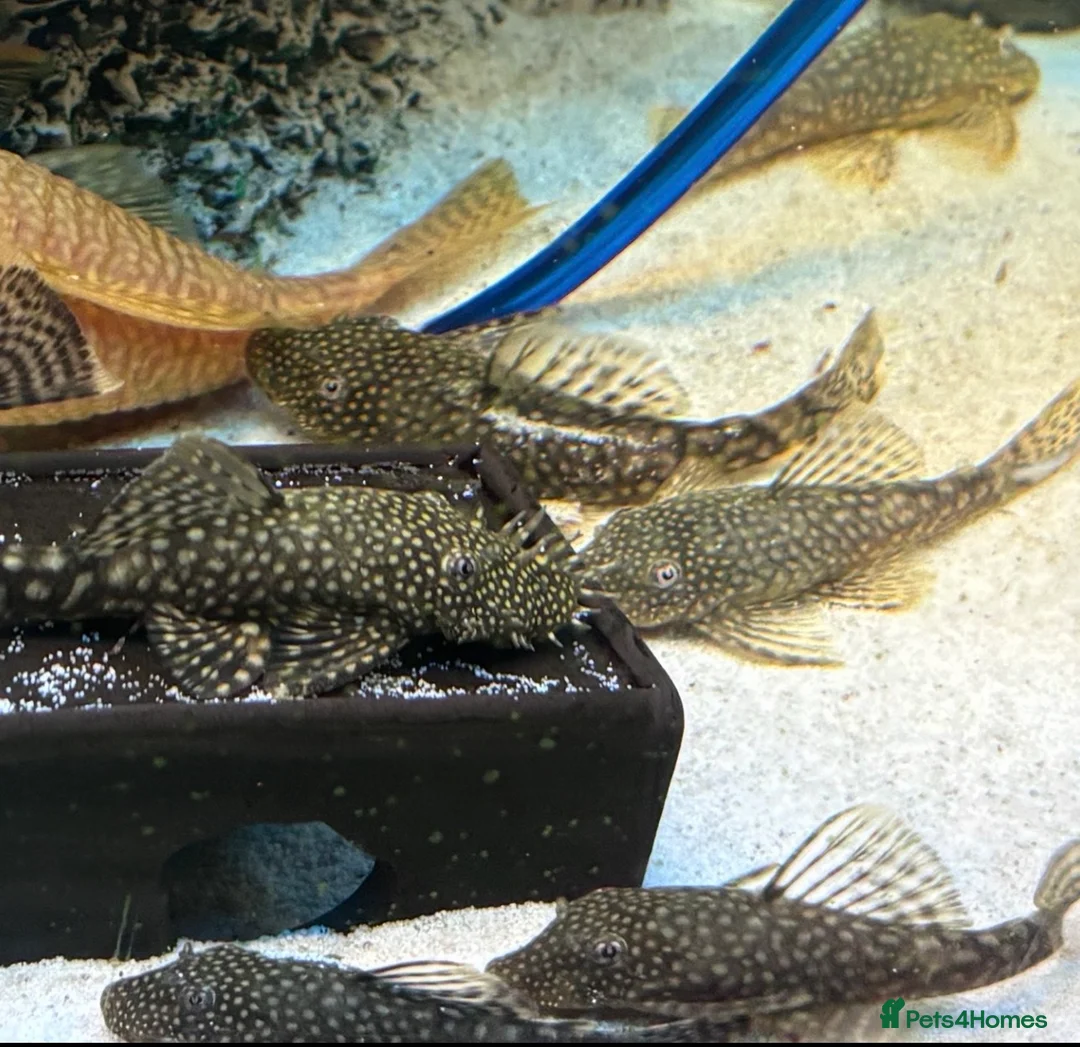Plecos fish for sale: Male and female pleco - Advert 2