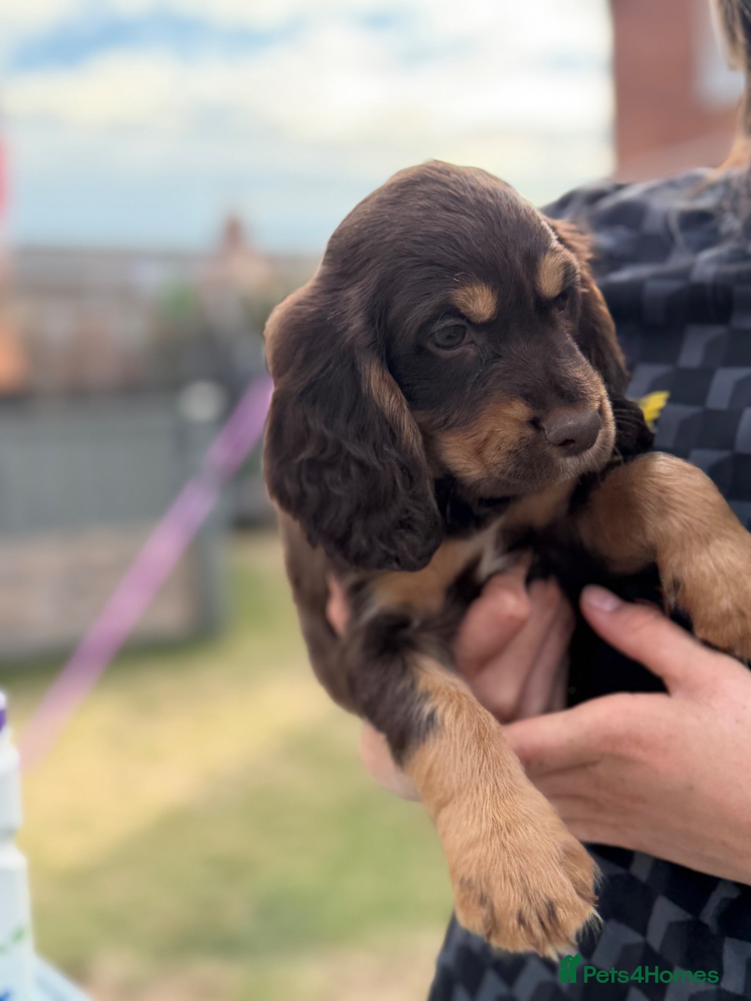 Sprocker dogs 🐾last THREE Sprocker puppies READY THURSDAY🐾 - Advert 11