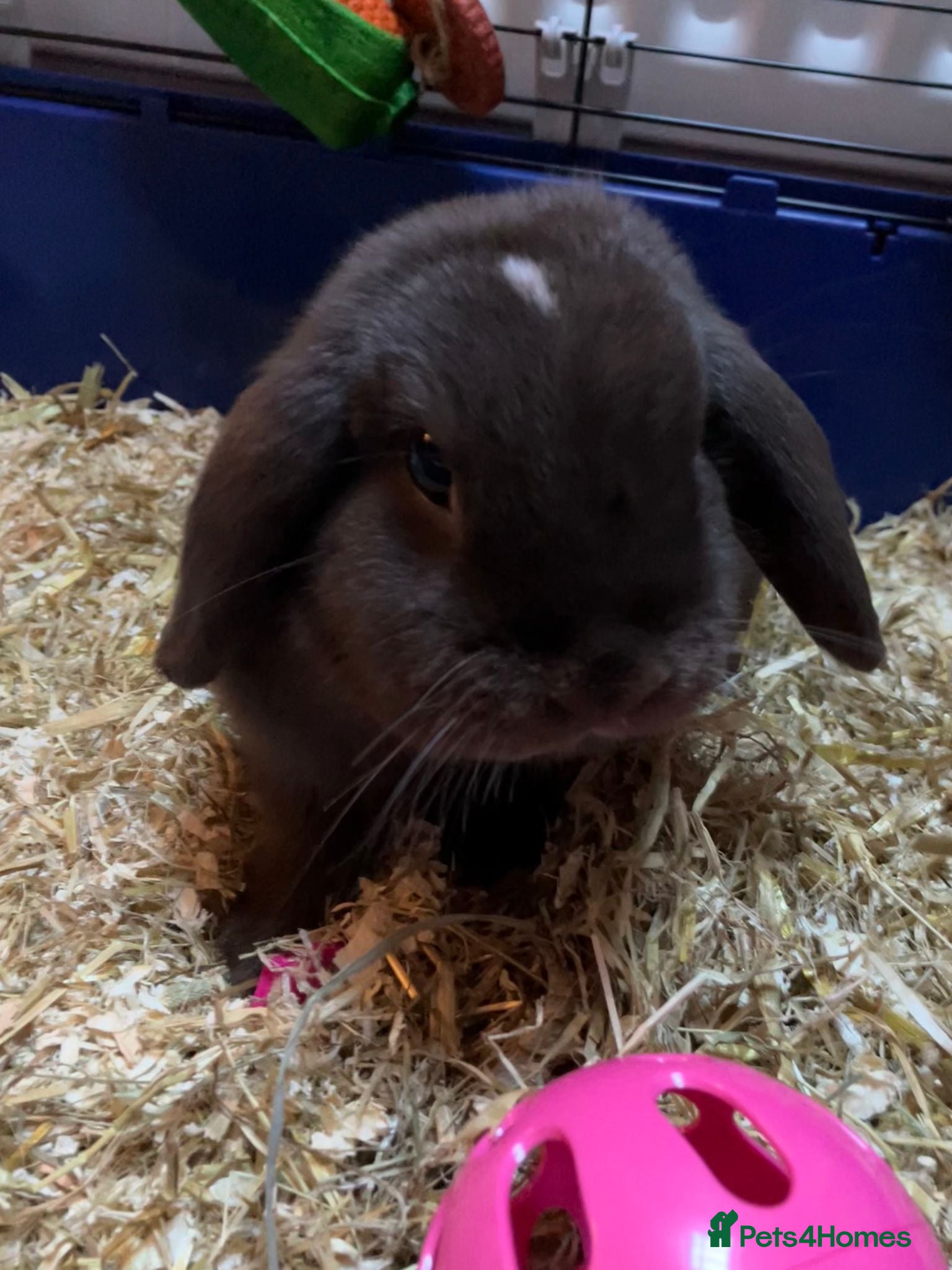 Mixed Breed rabbits Bunny for Rehome - Advert 1
