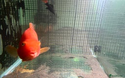 Cichlids fish for sale: Parrot Fish - Image 6
