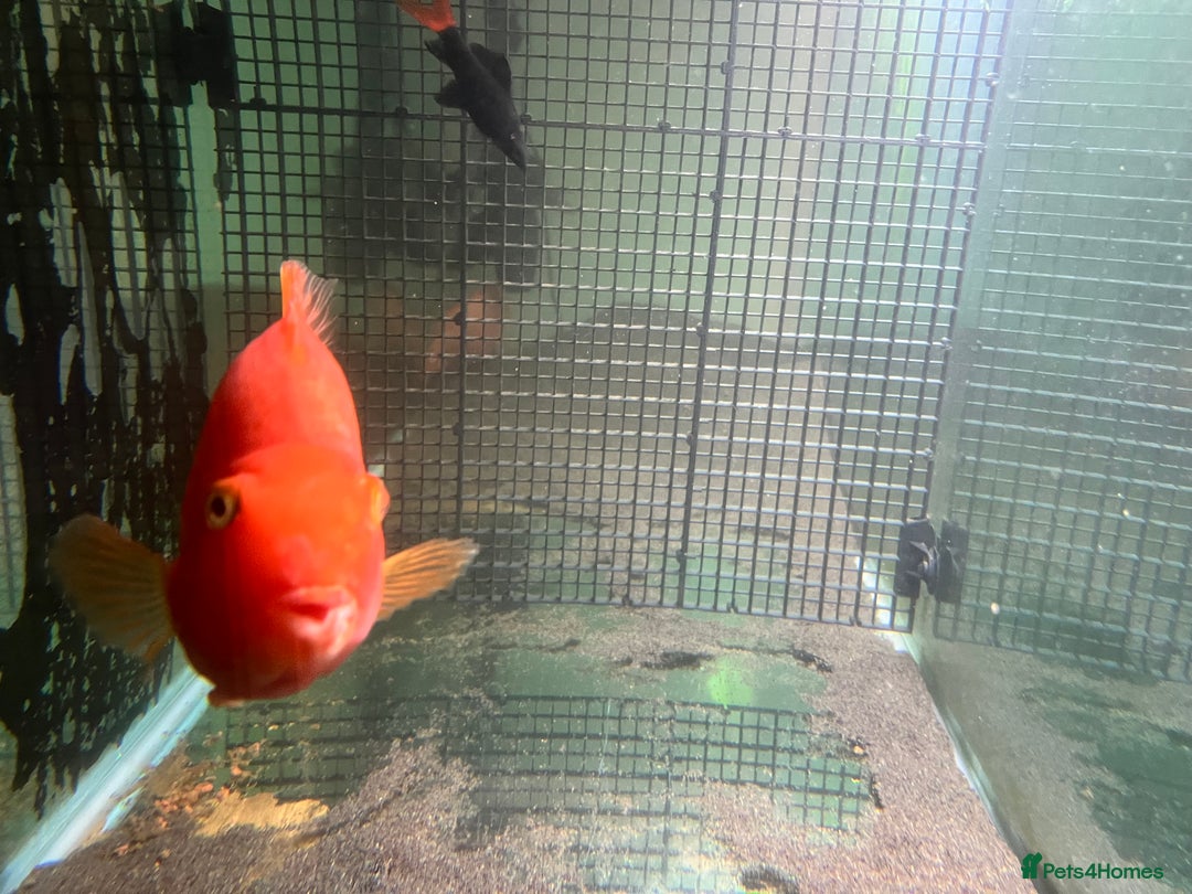 Cichlids fish for sale: Parrot Fish - Image 6