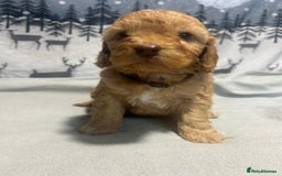 Cockapoo dogs for sale: Cockapoo puppies Rainbow litter  - Advert 5