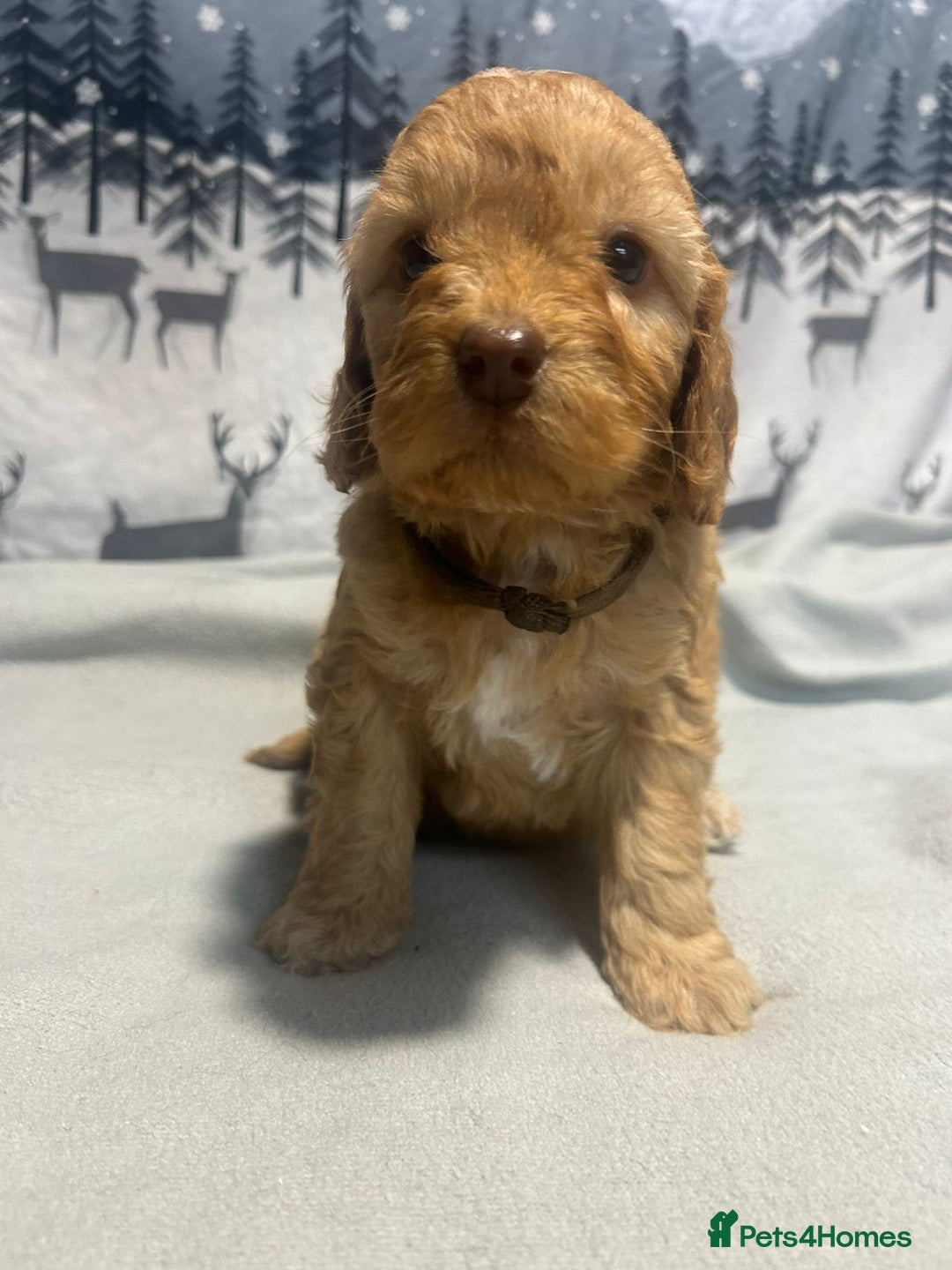 Cockapoo dogs for sale: Cockapoo puppies Rainbow litter  - Advert 5