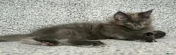 Maine Coon cats for sale: GCCF Maine Coon Kittens.  - Advert 21