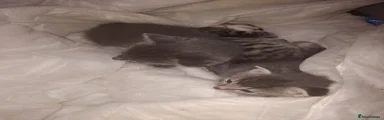 Siberian 3