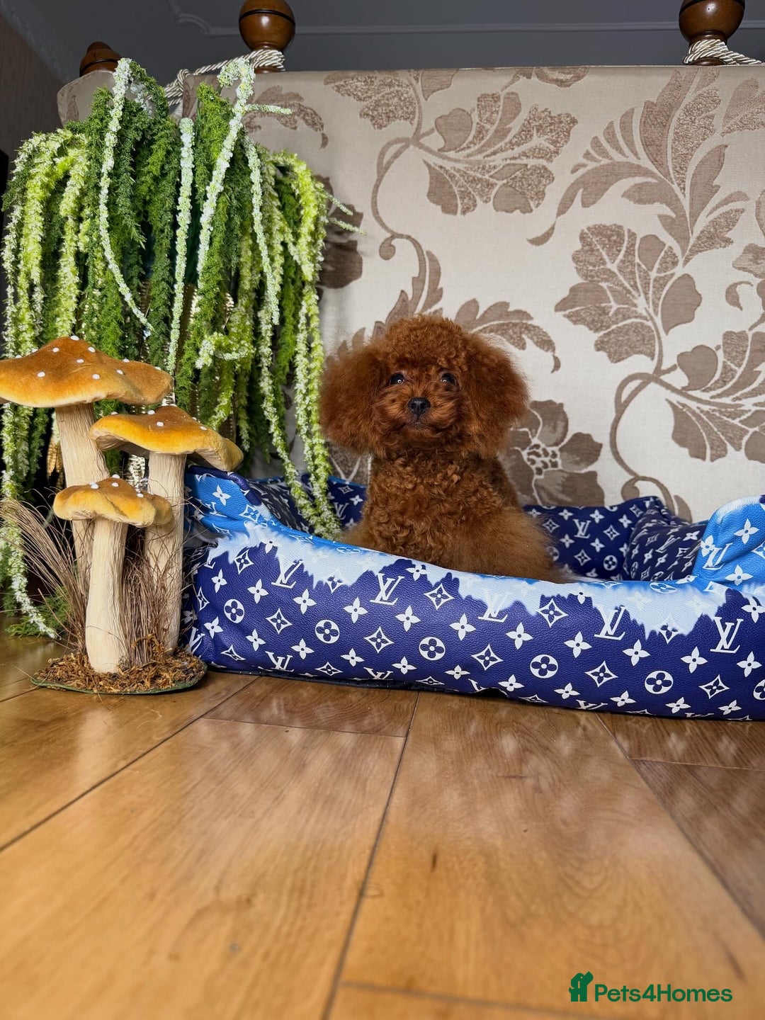 Toy Poodle dogs for sale: Asian micro poodle Boy - Image 14