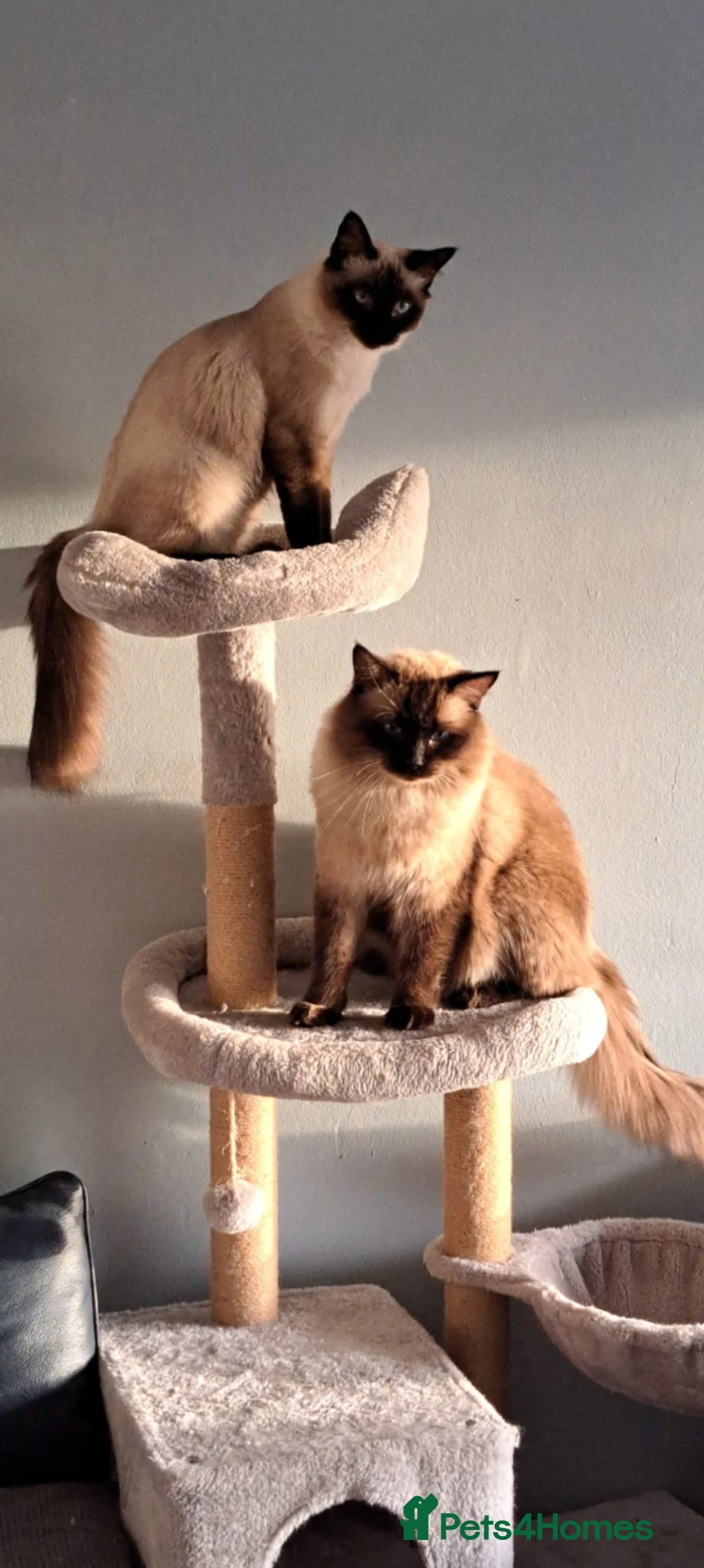 Ragdoll cats for sale: Ragdoll kittens - Vaccinations and Microchip  - Advert 1