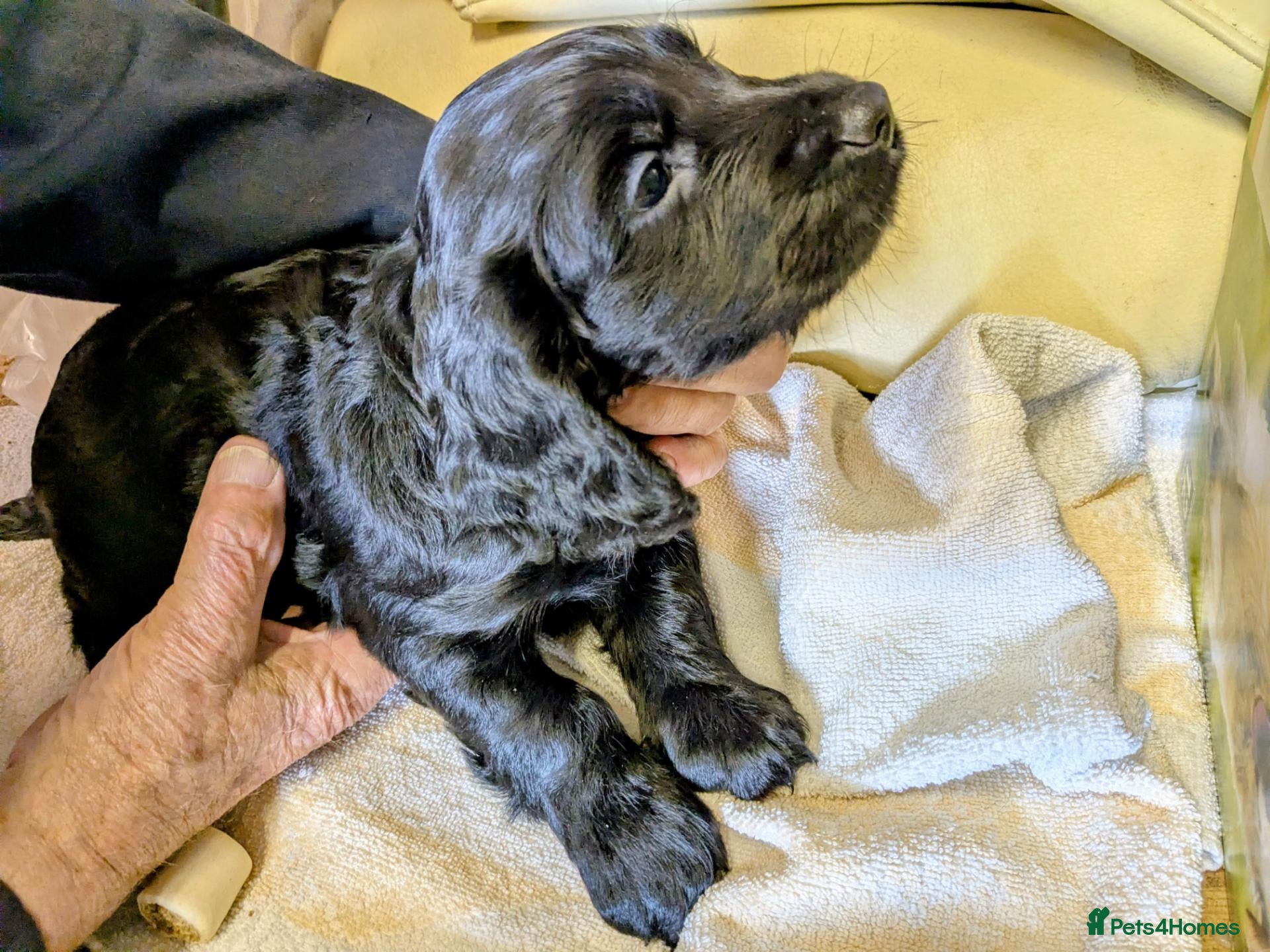 Cocker Spaniel dogs Beautiful working cocker girls ready soon - Advert 1