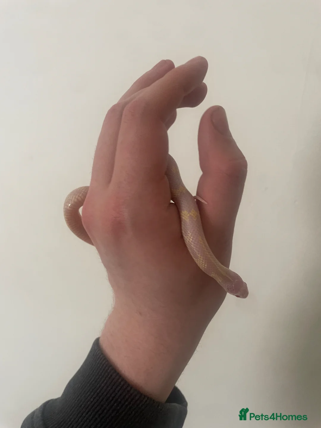 King Snake reptiles for sale: Abberant albino California King snake in Grimsby - Advert 2