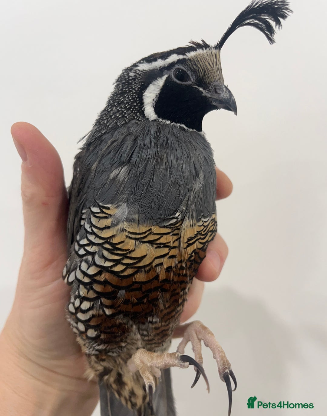 Quail poultry for sale: 6 Californian quail hatching eggs  - Advert 4