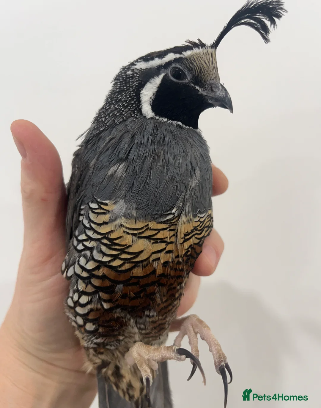 Quail poultry for sale: 6 Californian quail hatching eggs  - Advert 4