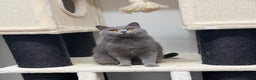British Shorthair cats for sale: British Shorthair Girls Ready for Forever Homes - Advert 2
