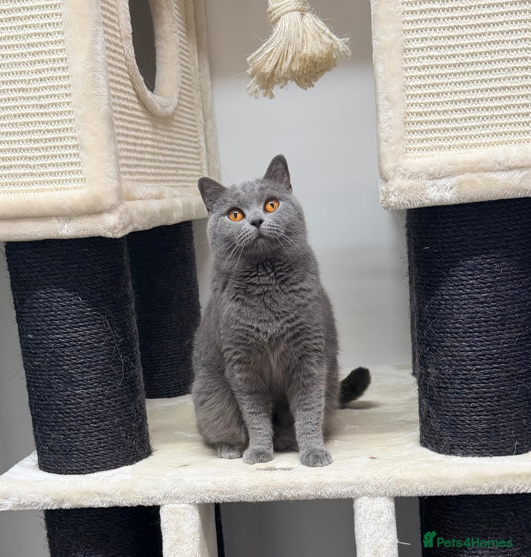British Shorthair cats for sale: British Shorthair Girls Ready for Forever Homes - Advert 2
