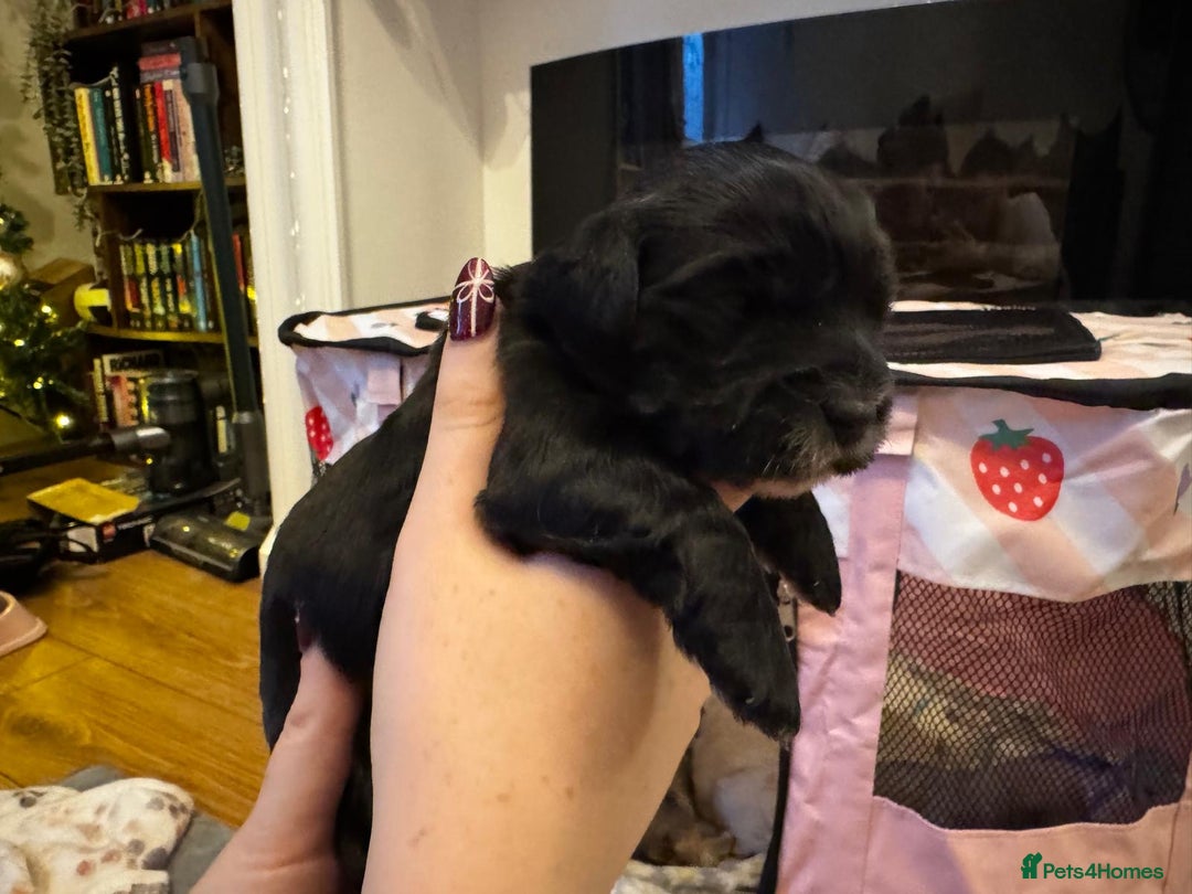 Mixed Breed dogs for sale: ✨Adorable Cockapompoo Puppies✨ - Advert 5