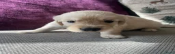 Golden Retriever dogs for sale: KC REG Extensively Health tested cream/gold pups - Advert 7