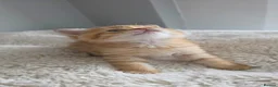 Scottish Fold cats for sale: Purebred kitten, best in UK - Advert 21