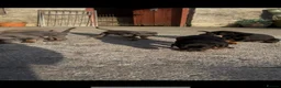 Dobermann dogs for sale: !! 1 FAWN MALE LEFT!! Dobermann puppies for sale  - Advert 19