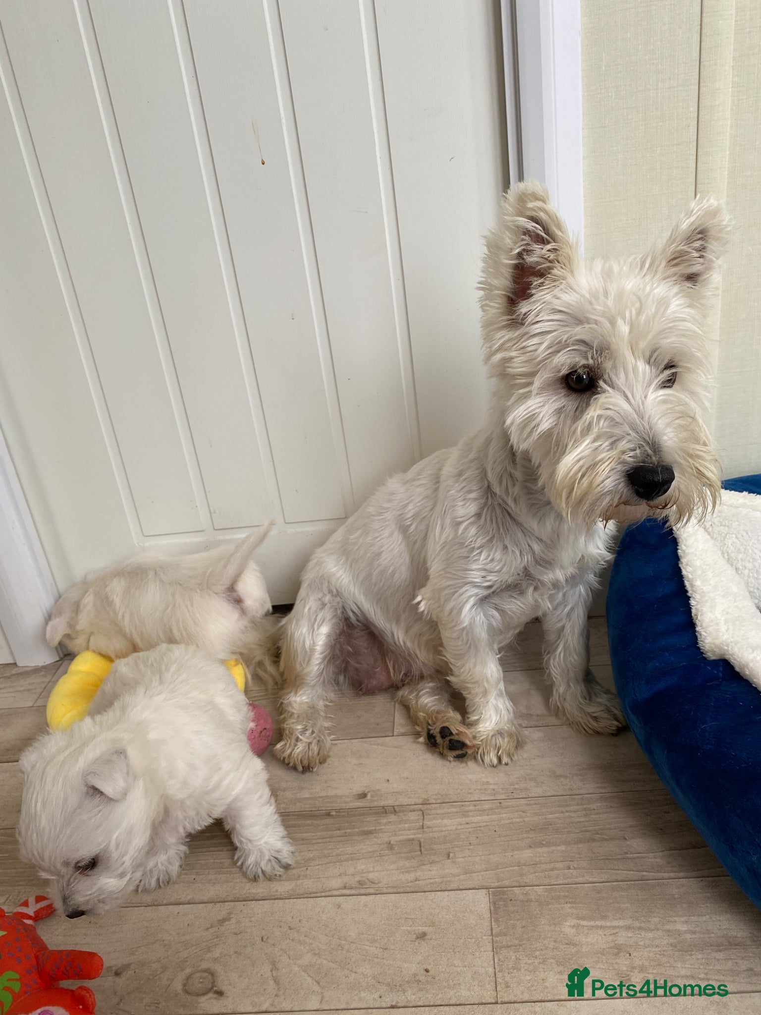 West Highland Terrier dogs WestHighland White Male 10 Months old - Advert 1